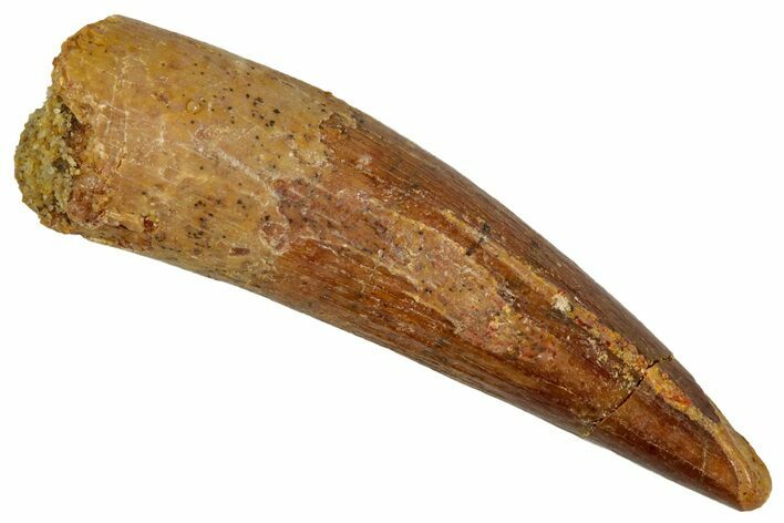 Juvenile Fossil Spinosaurus Tooth - Real Dinosaur Tooth #348718